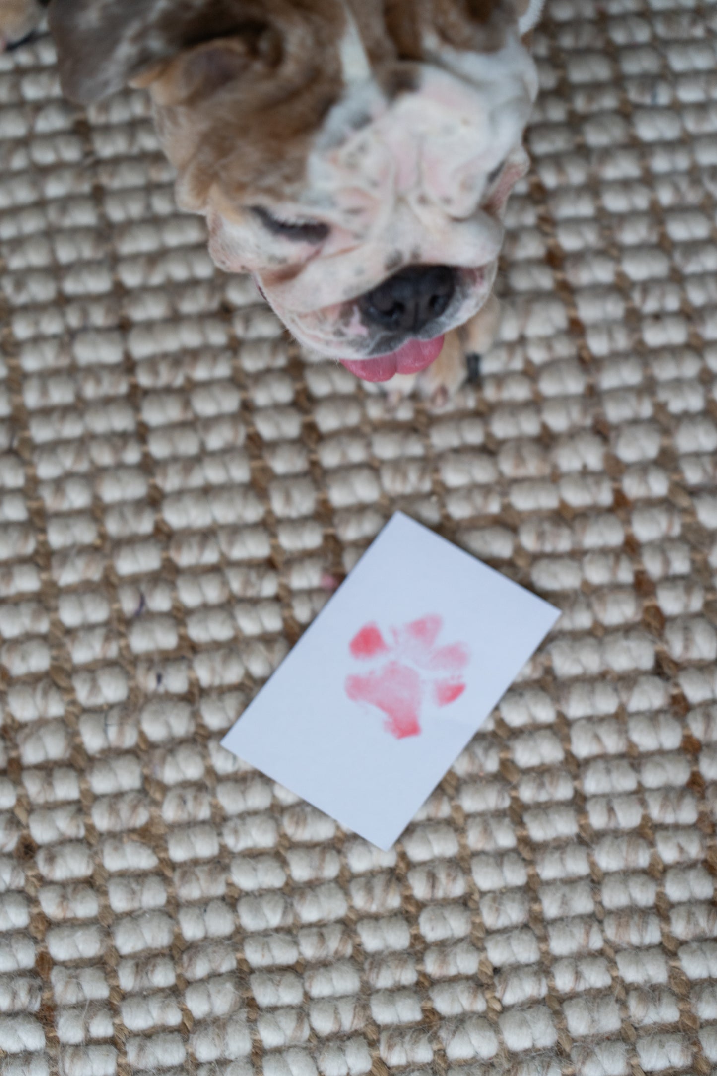 No Mess Paw Print Kit